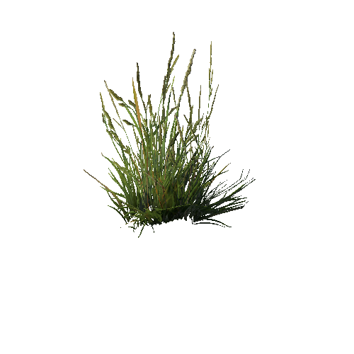 SM_grass_bush_022 (2)